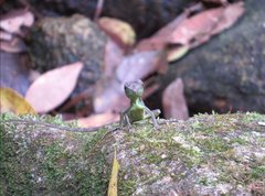 Physignathus cocincinus