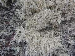 Ramalina intermedia