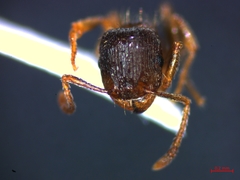 Tetramorium caespitum