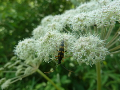 Strangalia attenuata