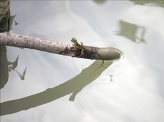 Physignathus cocincinus