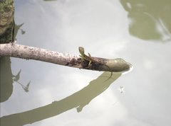 Physignathus cocincinus