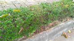 Zanthoxylum beecheyanum