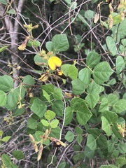 Rhynchosia atropurpurea