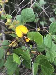 Rhynchosia atropurpurea
