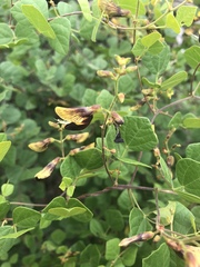 Rhynchosia atropurpurea