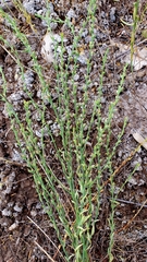 Bastard Daphne (Thymelaea passerina)