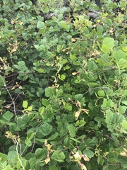 Rhynchosia atropurpurea