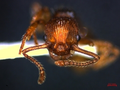 Myrmica sabuleti