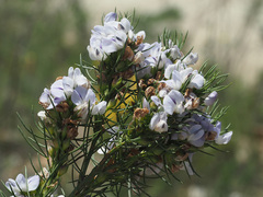Psoralea affinis