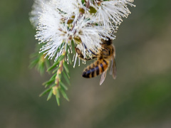 Apis mellifera