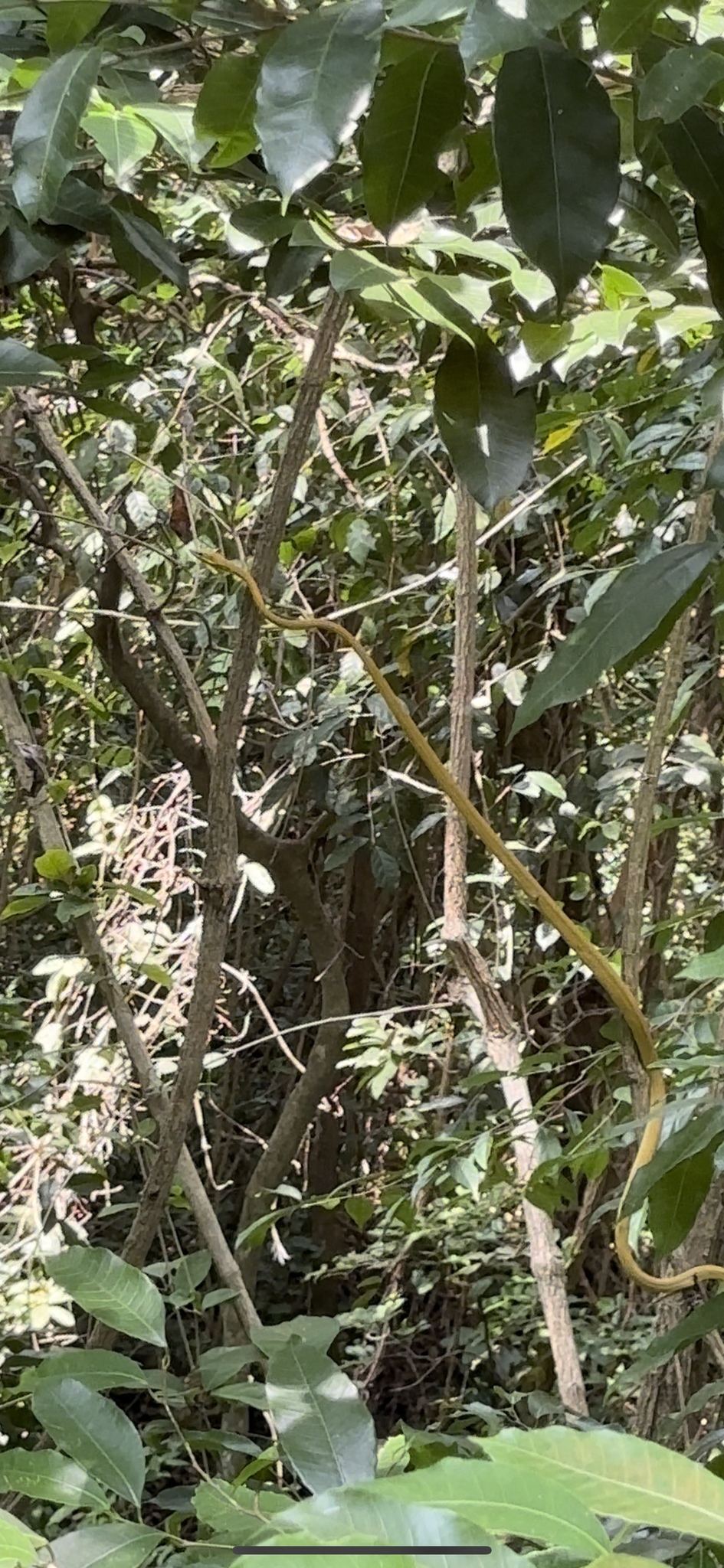 Roatan Vinesnake photo 3