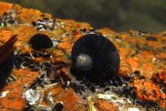 Nerita atramentosa