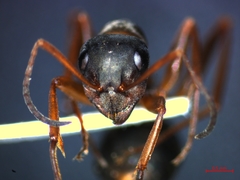 Formica cunicularia