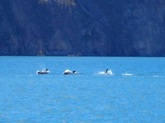 Lagenorhynchus albirostris