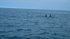 Lagenorhynchus albirostris