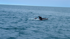 Lagenorhynchus albirostris