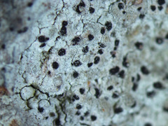 Arthonia arthonioides