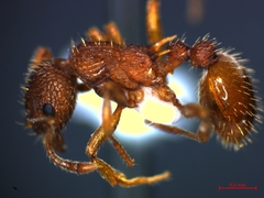 Myrmica specioides