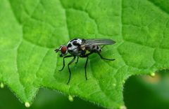 Anthomyia procellaris