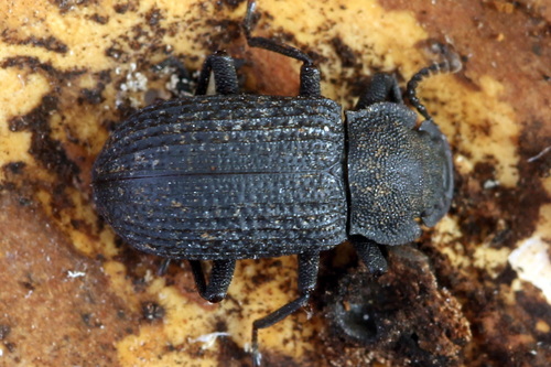 Bolitophagus reticulatus, photo 2 of 10