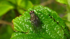 Hylemya vagans