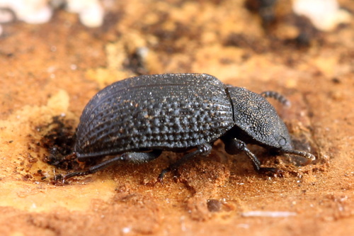 Bolitophagus reticulatus, photo 3 of 10