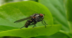 Hylemya vagans