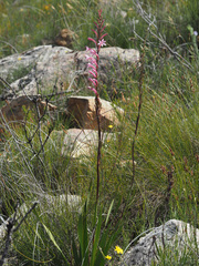 Watsonia marlothii