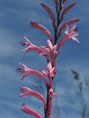 Watsonia marlothii