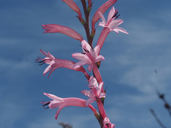 Watsonia marlothii