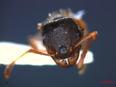 Tetramorium caespitum