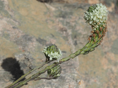 Phyllopodium elegans