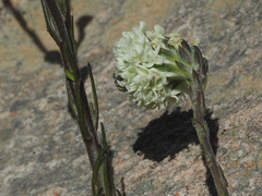 Phyllopodium elegans