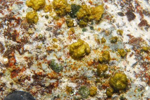 Schizothrix in life