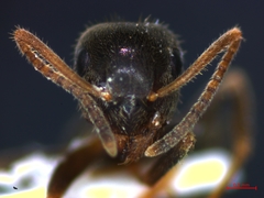 Lasius niger