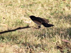 Rhipidura leucophrys