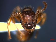 Myrmica sabuleti