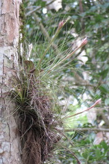 Tillandsia juncea