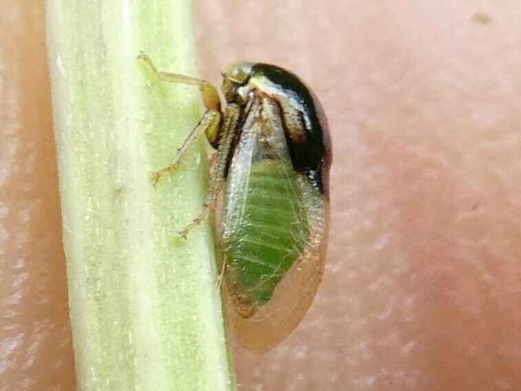 Micrutalis dorsalis