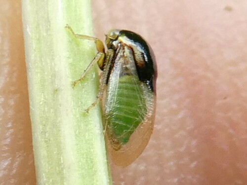 Micrutalis dorsalis