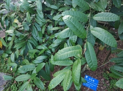Bousigonia