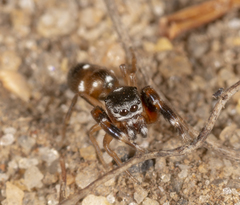Damoetas