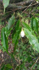 Camellia caudata