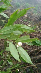 Camellia caudata