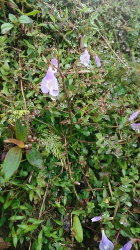 Mazus fauriei (Mazus fauriei)