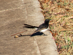Rhipidura leucophrys