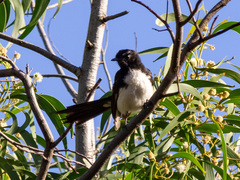 Rhipidura leucophrys