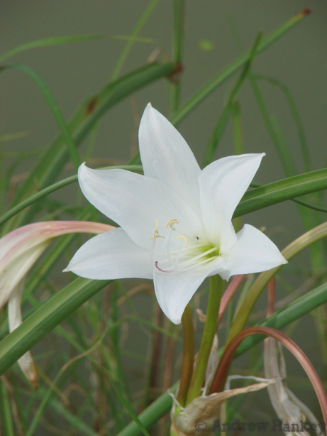 Crinum rautanenianum