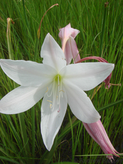Crinum rautanenianum